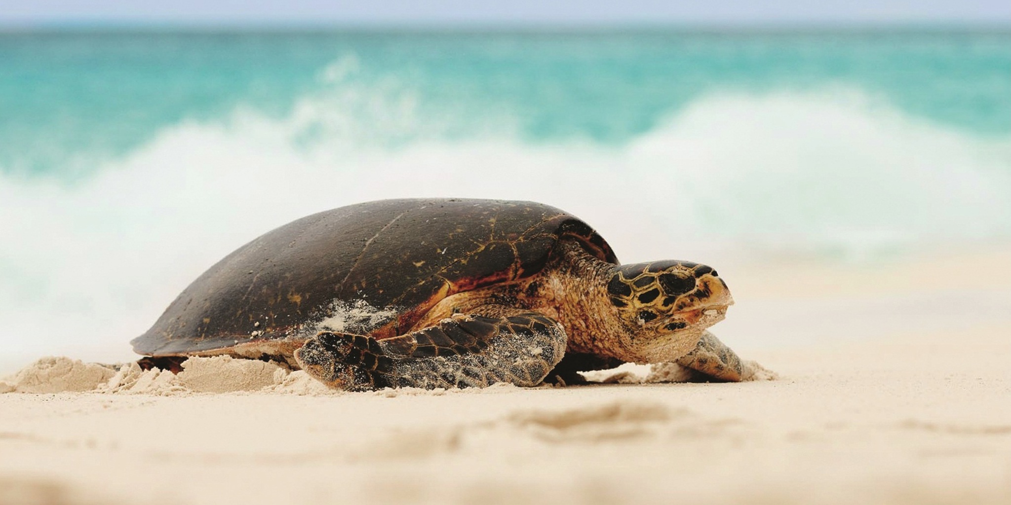 turtle on the beach, unspoiled nature, seychelles