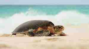 turtle safaris, seychelles private islands, africa
