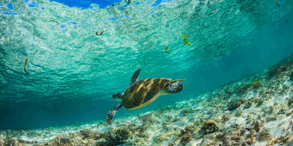turtle in the indian ocean, unspoiled nature, seychelles safaris
