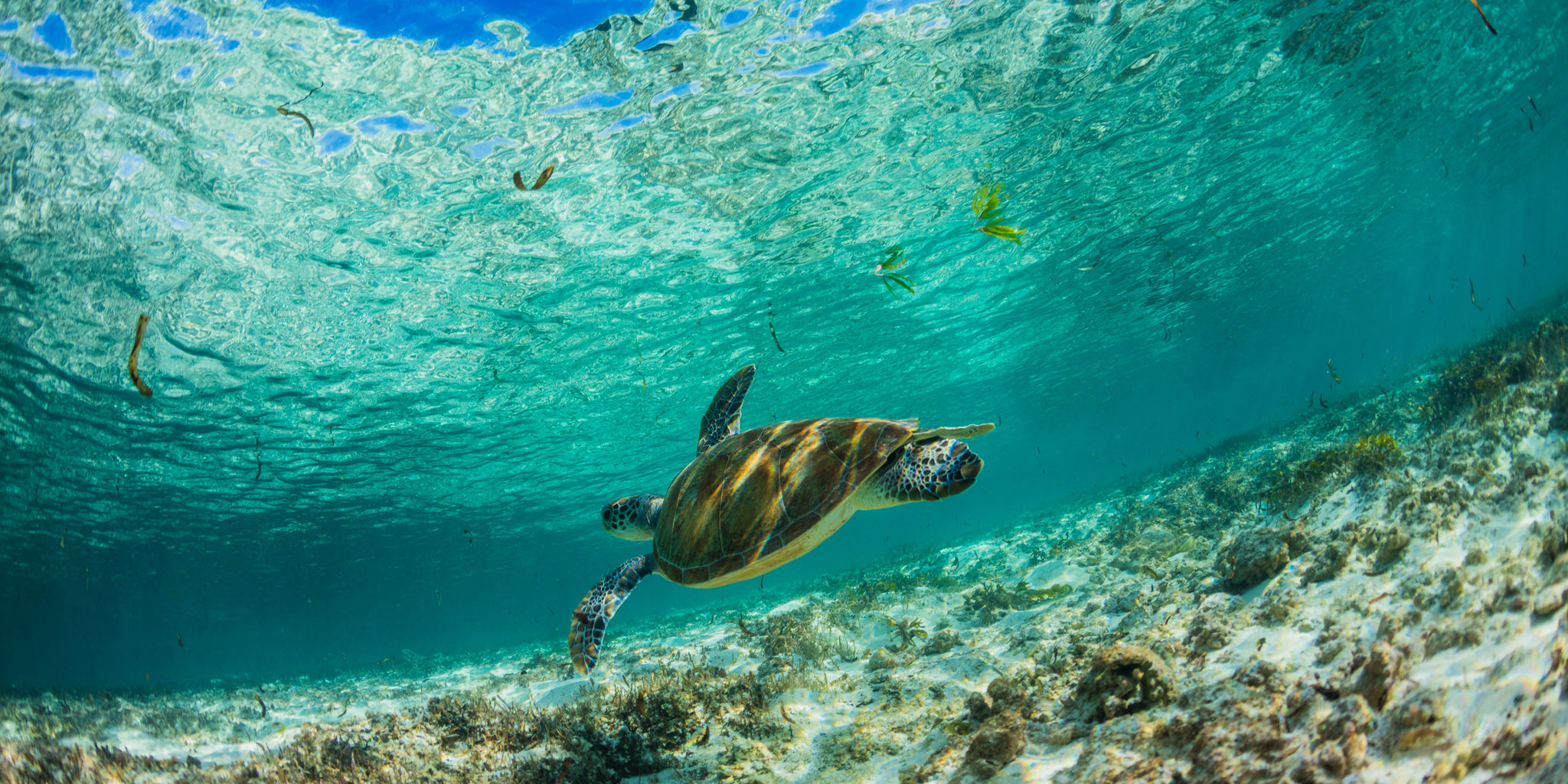 turtle in the indian ocean, unspoiled nature, seychelles safaris