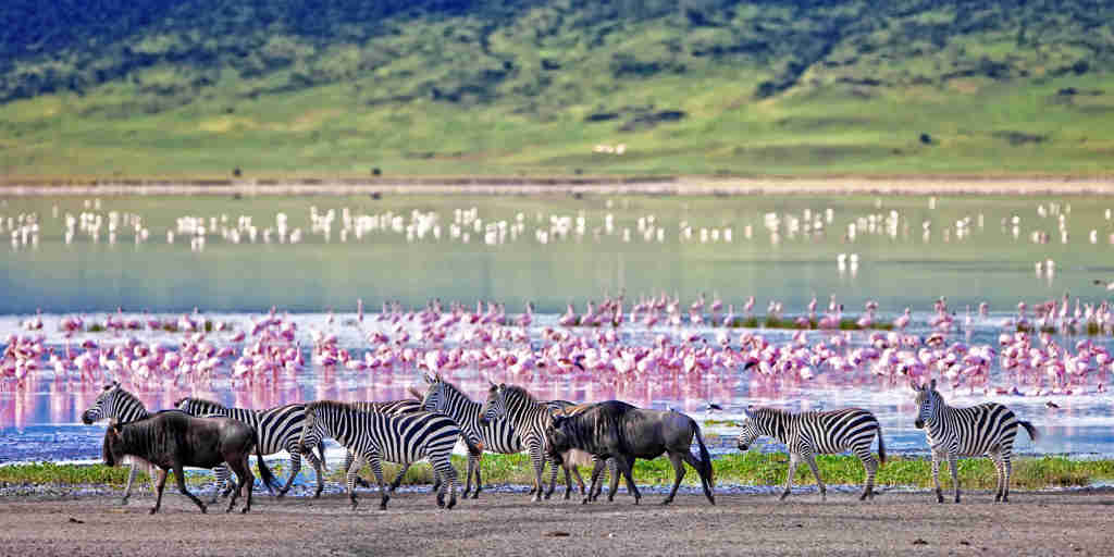 Wildebeest and zebra sightings, Ngorongoro Crater, Tanzania
