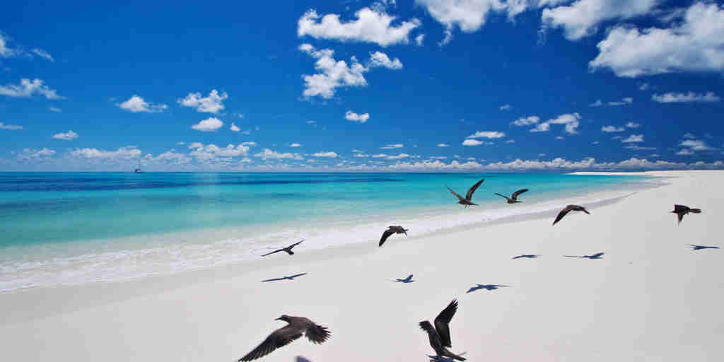 birds, beach wildlife, unspoiled nature, seychelles safaris