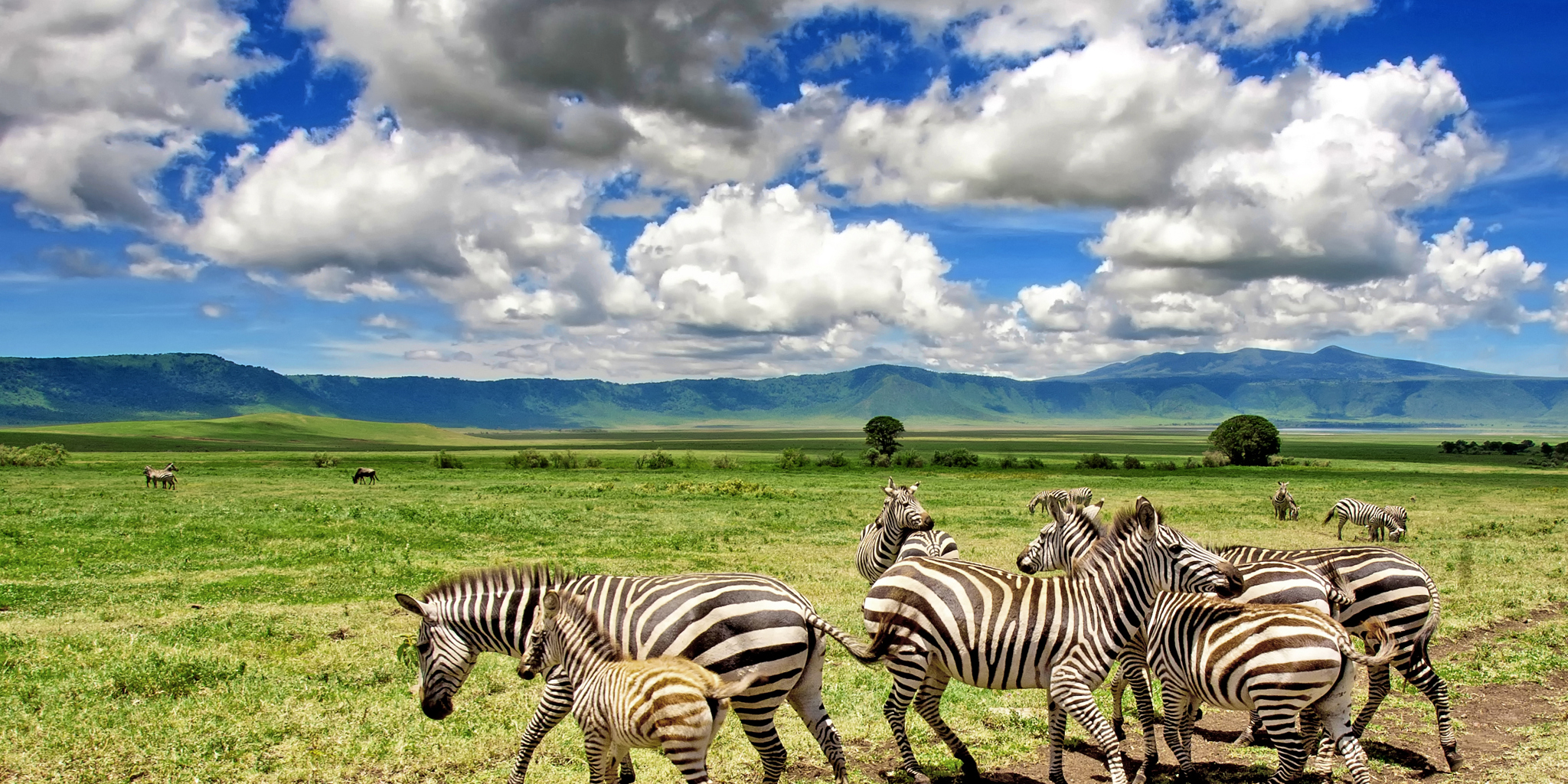 Game drive safaris in Ngorongoro Crater, Tanzania