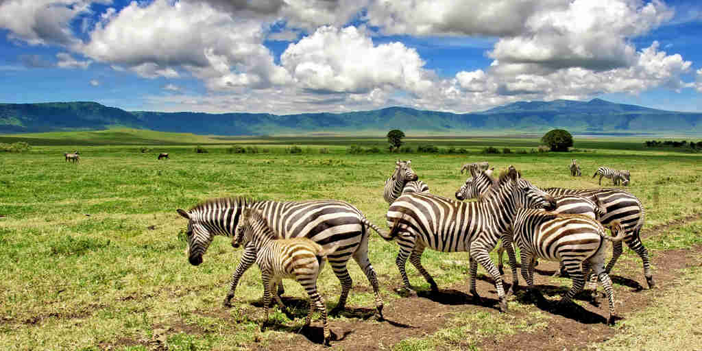 Zebra herd, Ngorongoro Crater game drive, Tanzania