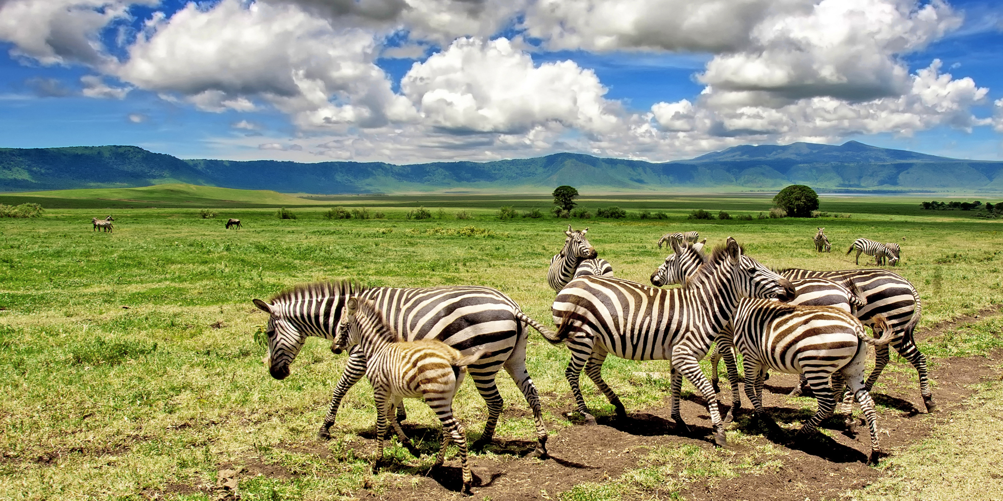 Zebras in the Ngorongoro Crater, Tanzania safaris