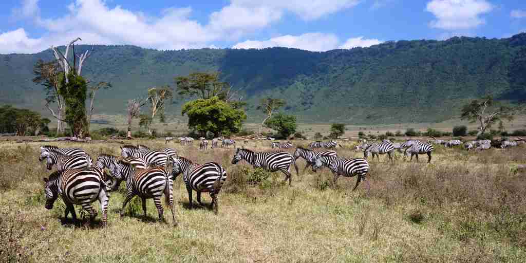 Zebras, wildlife in the Ngorongoro Crater, Tanzania