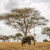 Elephant spotted in Tarangire National Park, Tanzania