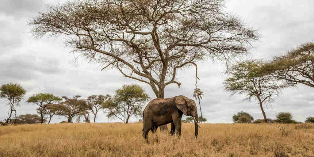 Elephant spotted in Tarangire National Park, Tanzania