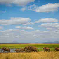 Elephant herd, Tarangire National Park, Tanzania safaris