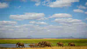 Elephant herd, Tarangire National Park, Tanzania safaris