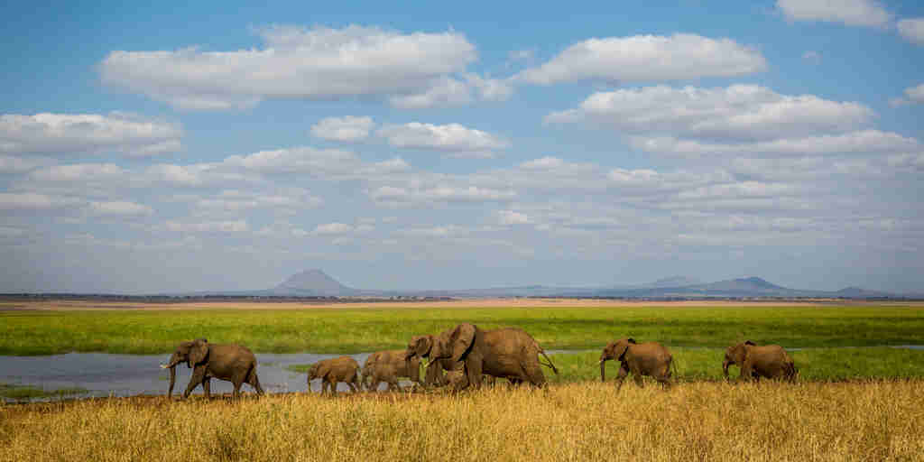 Elephants, Tarangire National Park, Tanzania safari