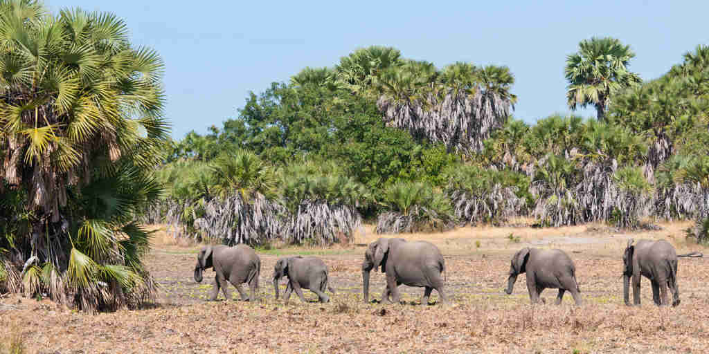 Elephant safari, Nyerere National Park, Tanzania