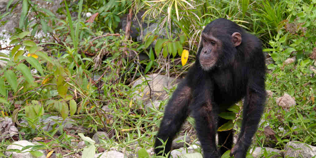 Young chimpanzee in the Mahale Mountains National Park