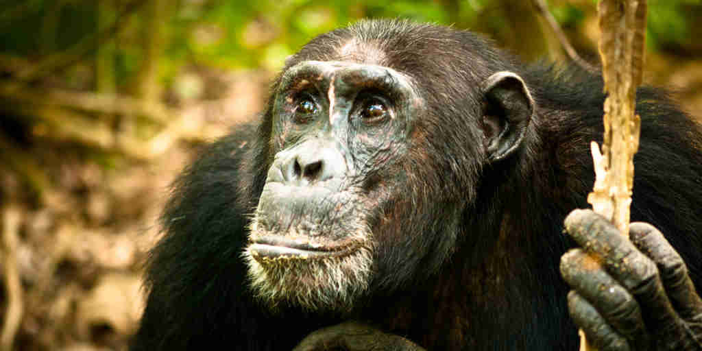 Chimpanzee experiences, Mahale Mountains, Tanzania