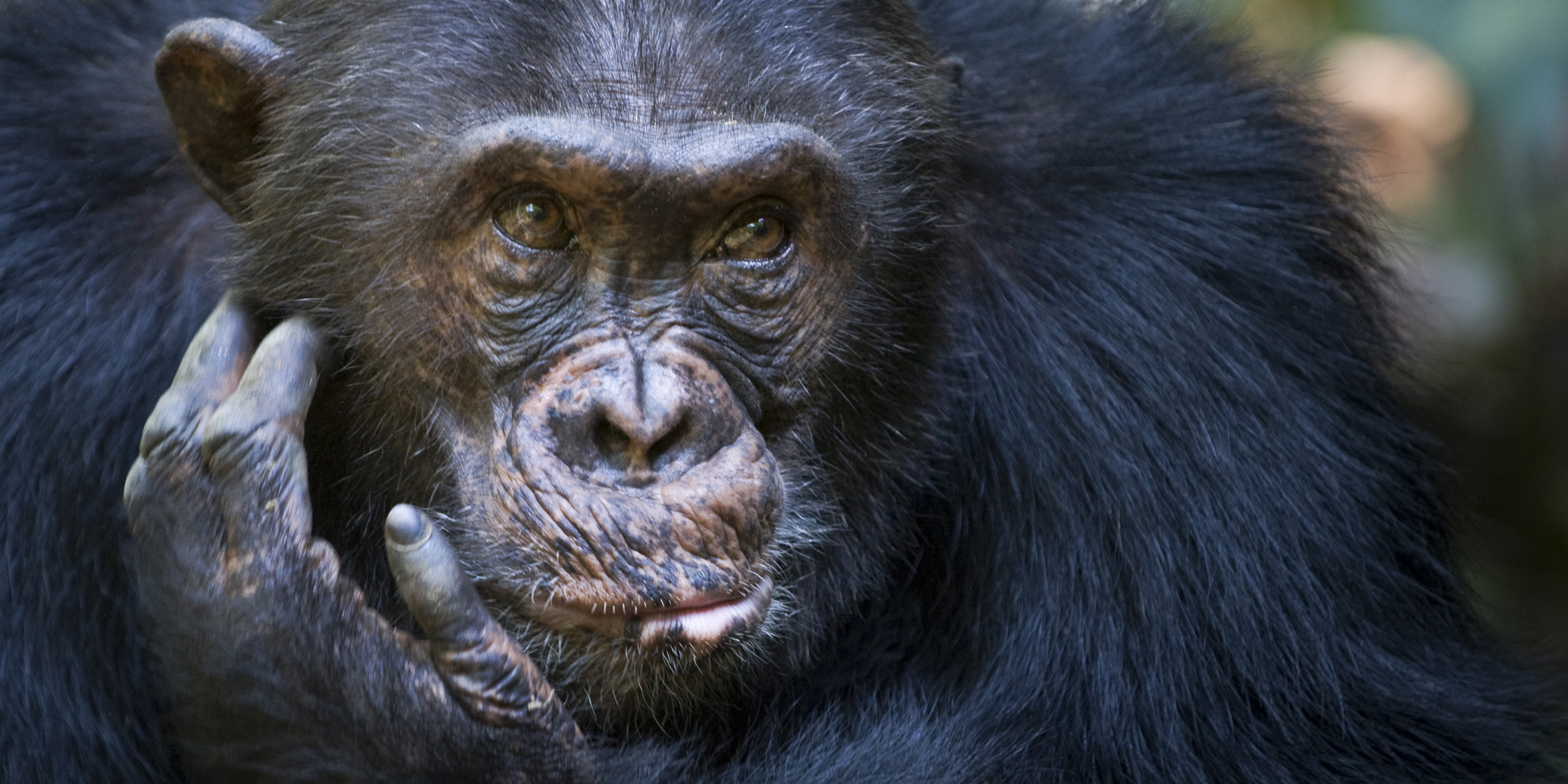 Old male chimpanzee, Mahale Mountains, Tanzania