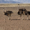 ostrich, the skeleton coast wildlife, namibia safaris