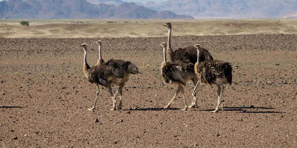 ostrich, the skeleton coast wildlife, namibia safaris