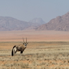antelope in kunene river, namibia safari vacations