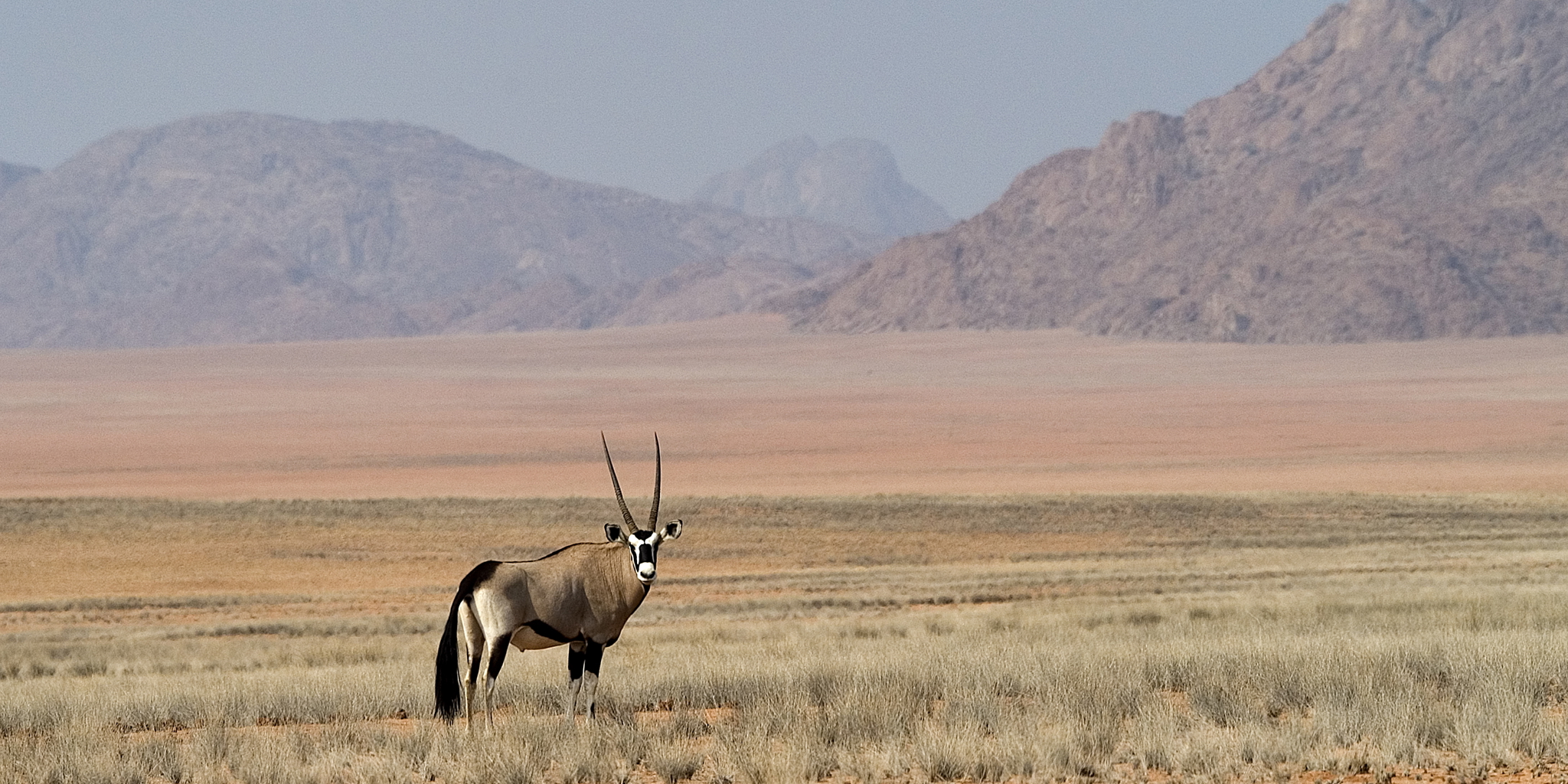 antelope in kunene river, namibia safari vacations