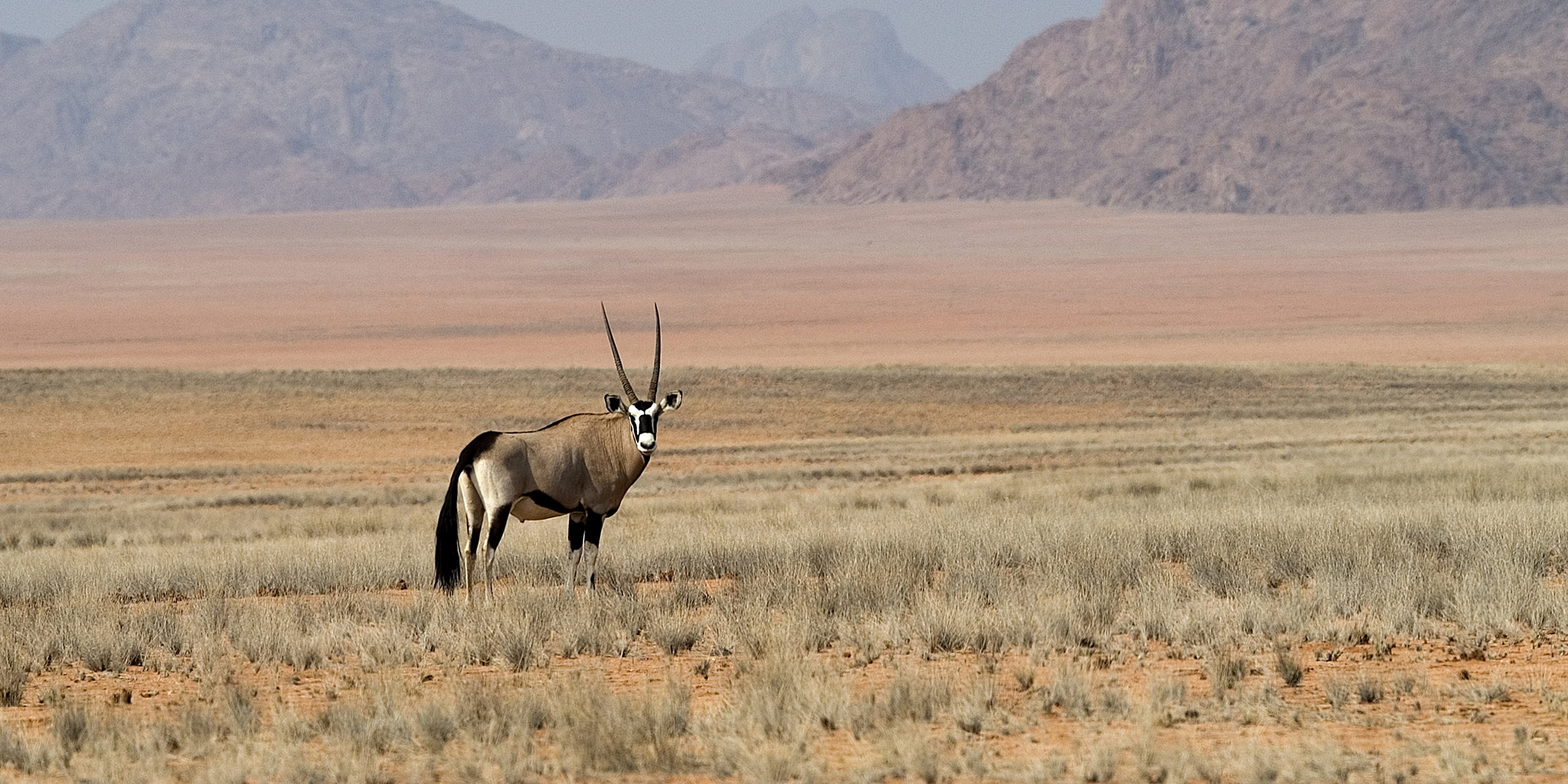 antelope in kunene river, namibia safari vacations