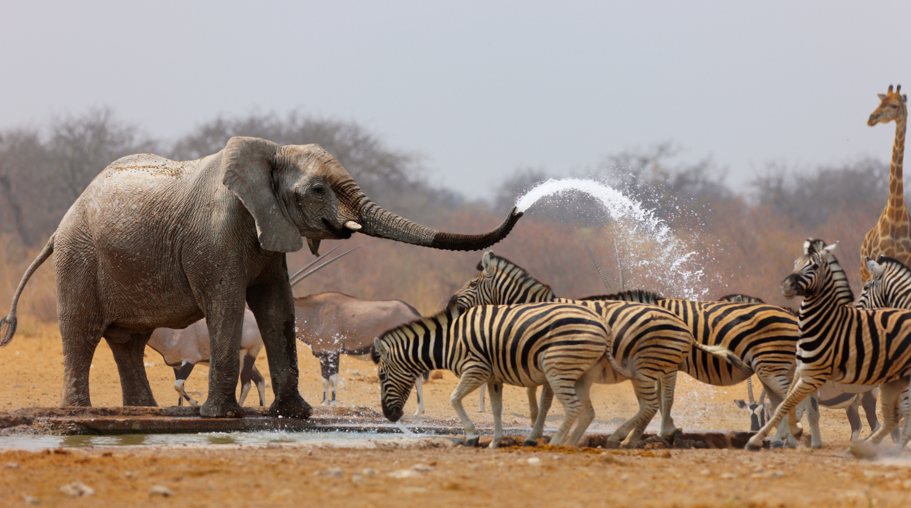 namibia africa safari