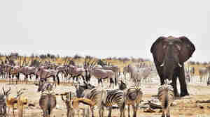 wildlife in etosha national park, namibia safaris