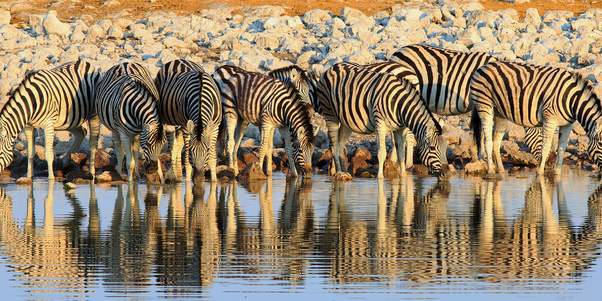 zebra, etosha national park, namibia safari vacations