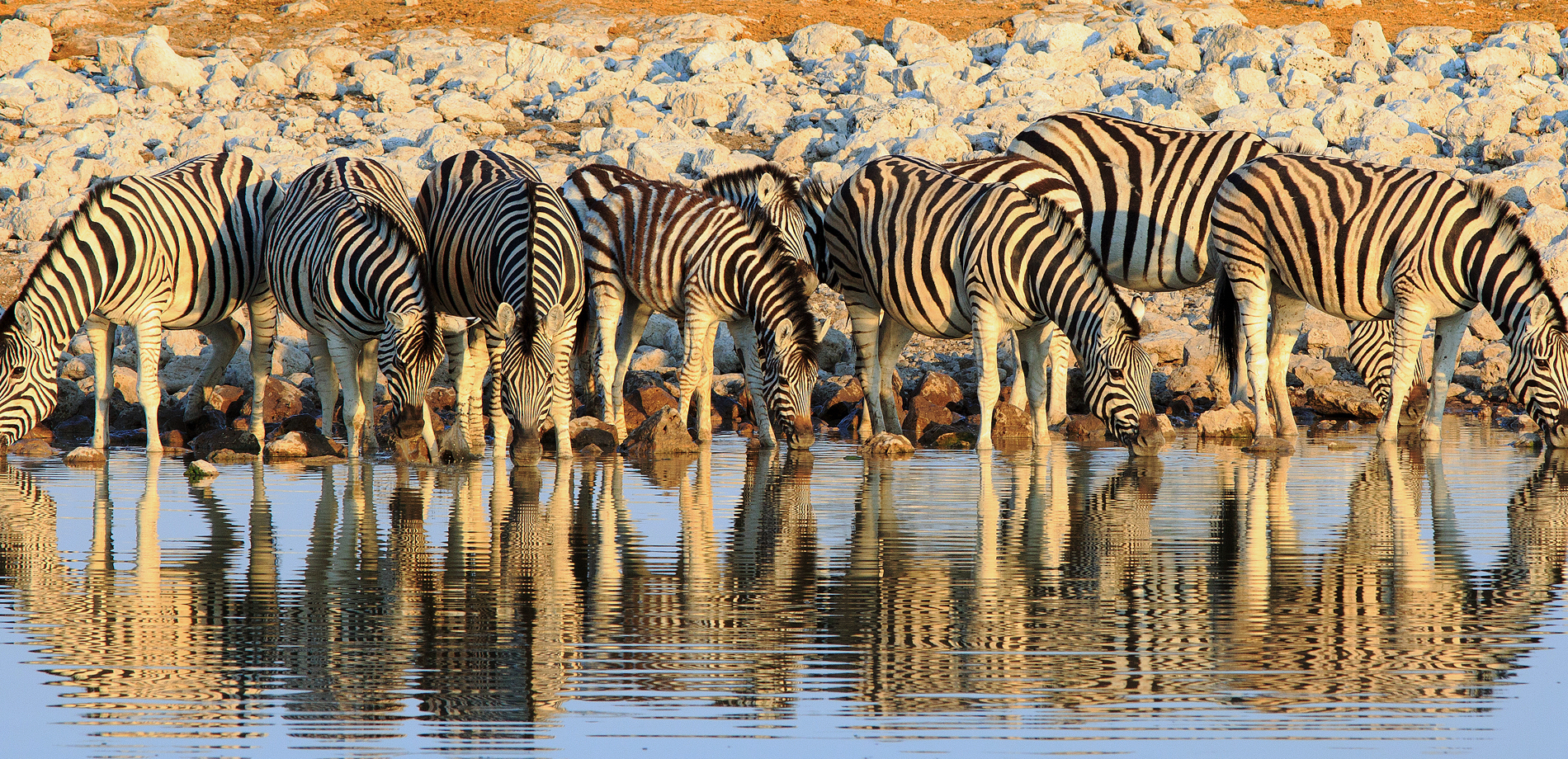 zebra, etosha national park, namibia safari holidays