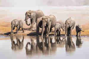 elephant herd, etosha national park, namibia safaris