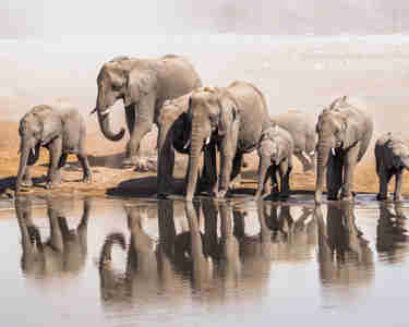 elephant herd, etosha national park, namibia