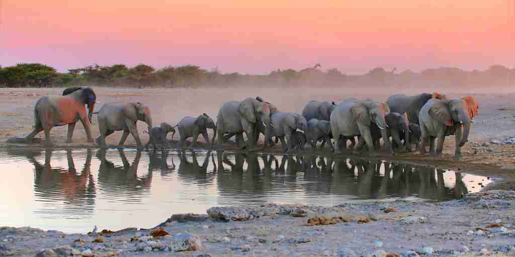 elephants, etosha national park sunset, namibia safaris
