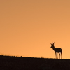 Damaraland28