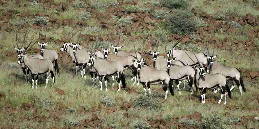 antelope in damaraland, namibia safari vacations