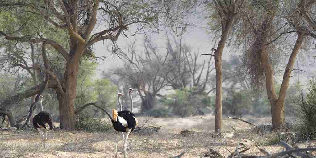 ostrich, damaraland wildlife, namibia safari holidays 