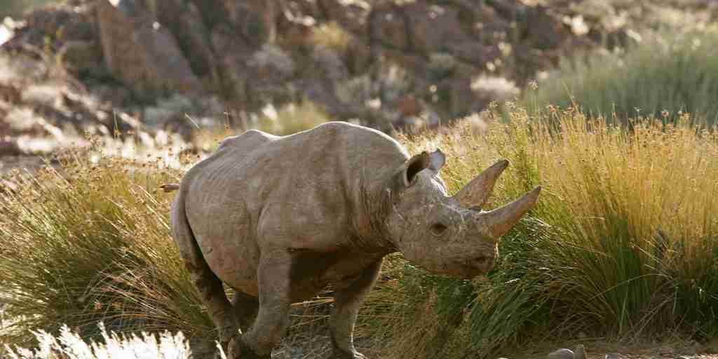 rhino safaris, damaraland, namibia holidays