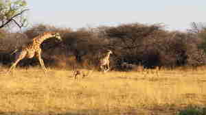 cheetah and giraffe, central namibia safari vacations