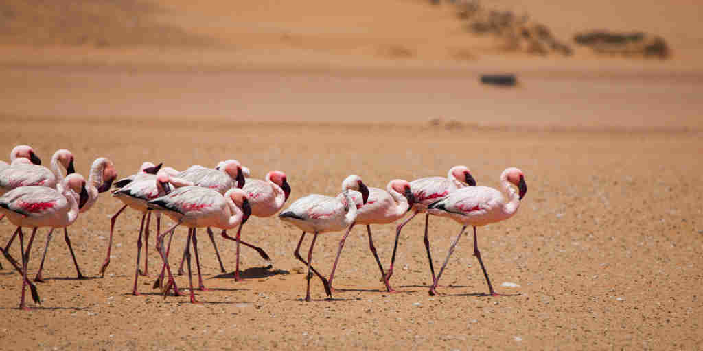 flamingo flock, swakopmund and walvis bay, namibia safaris