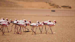 flamingo flock, swakopmund and walvis bay, namibia safaris