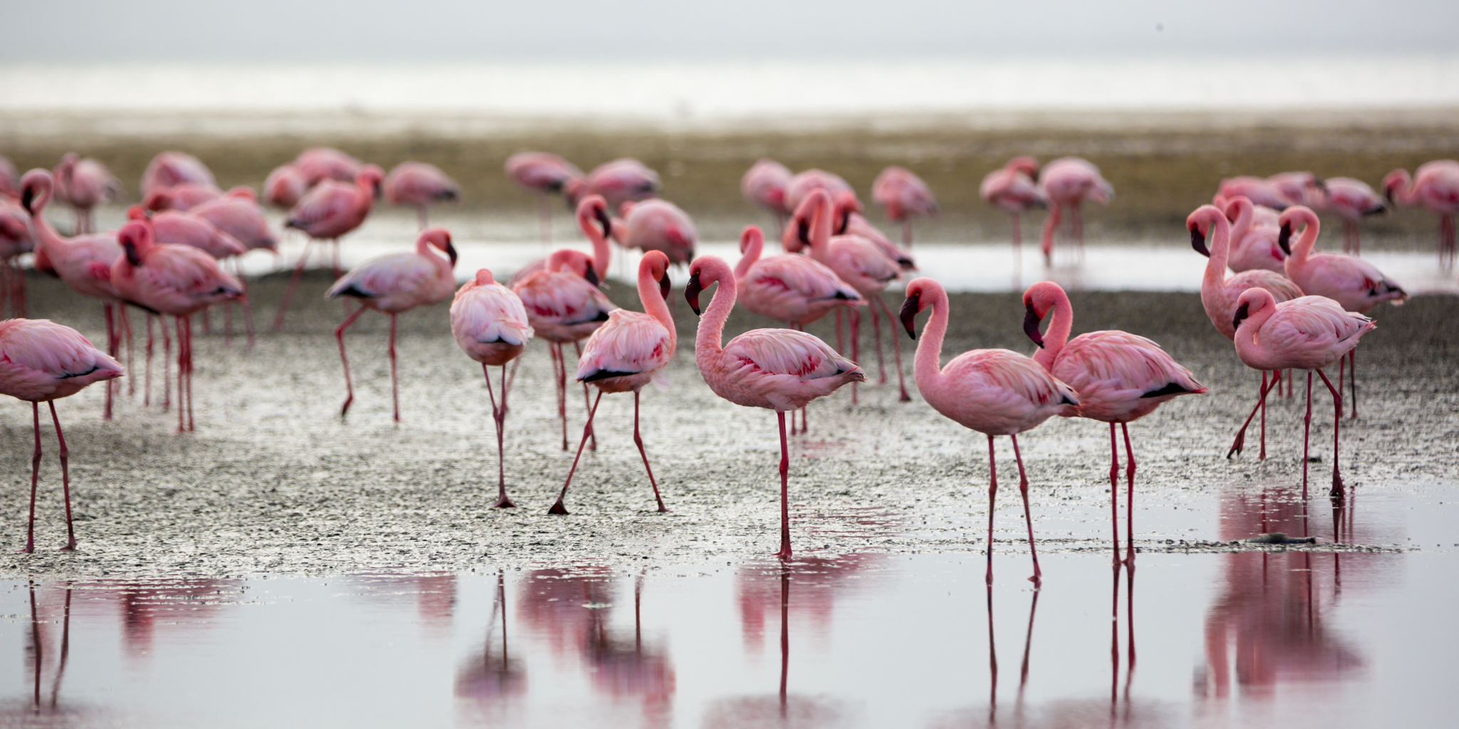 flamingos in swakopmund and walvis bay, namibia safaris