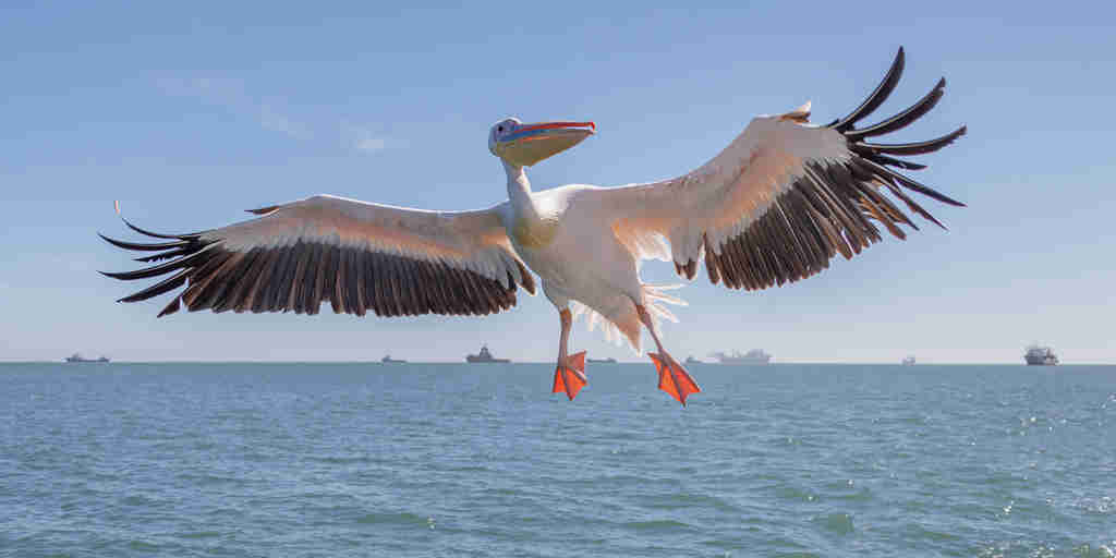 pelican, swakopmund and walvis bay, namibia safaris