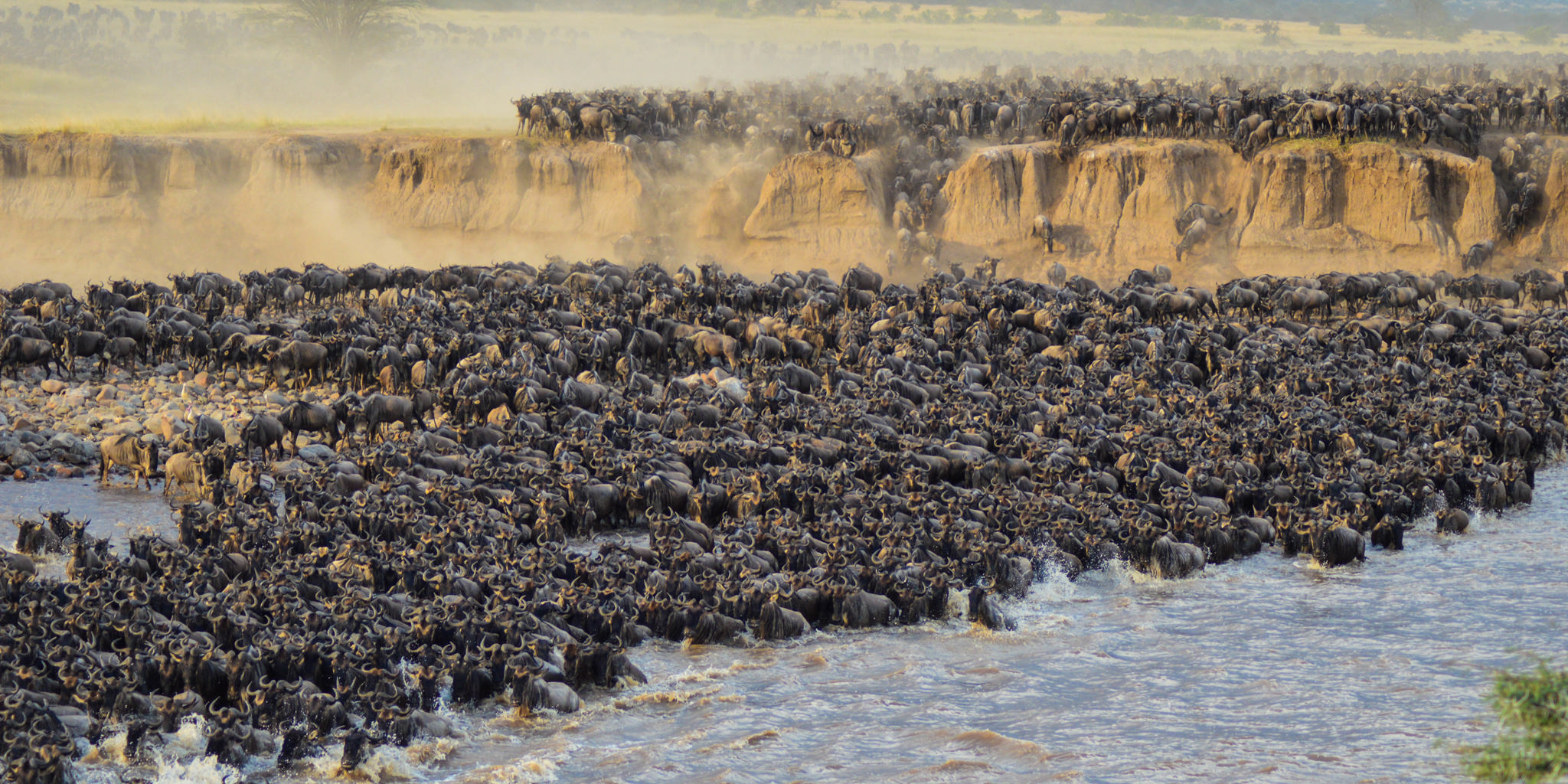 The  Great Migration Serengeti Tanzania