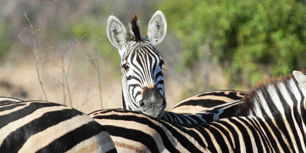 zebra, timbavati private game reserve, south africa