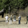 elephant, zambia walking safari, africa holidays