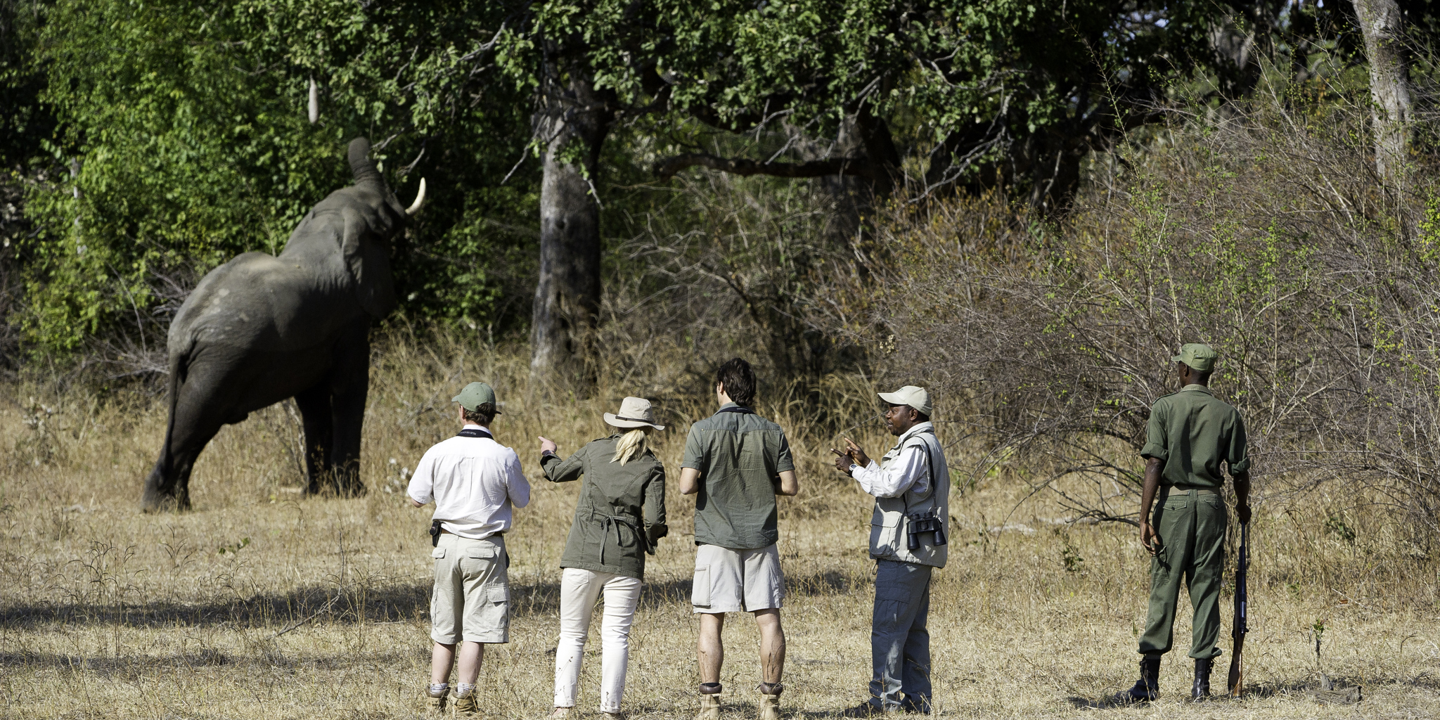 elephant, zambia walking safari, africa vacations