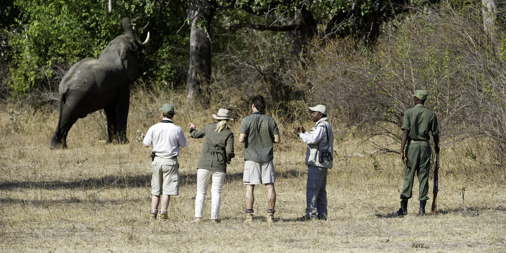 elephant, zambia walking safari, africa holidays