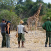 giraffe encounter, zambia walking safari holidays