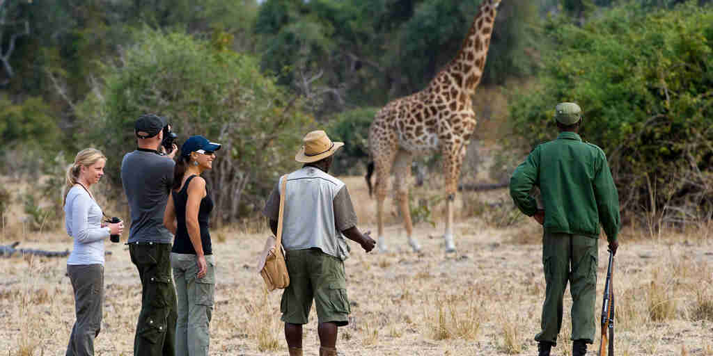 giraffe encounter, zambia walking safari vacations