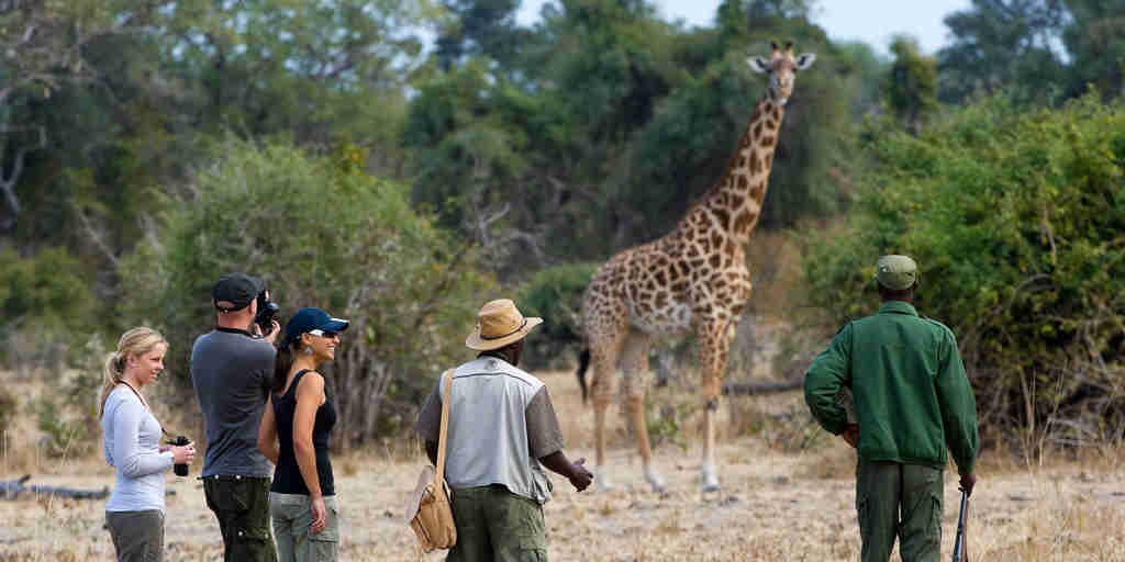 giraffe encounter, zambia walking safari holidays