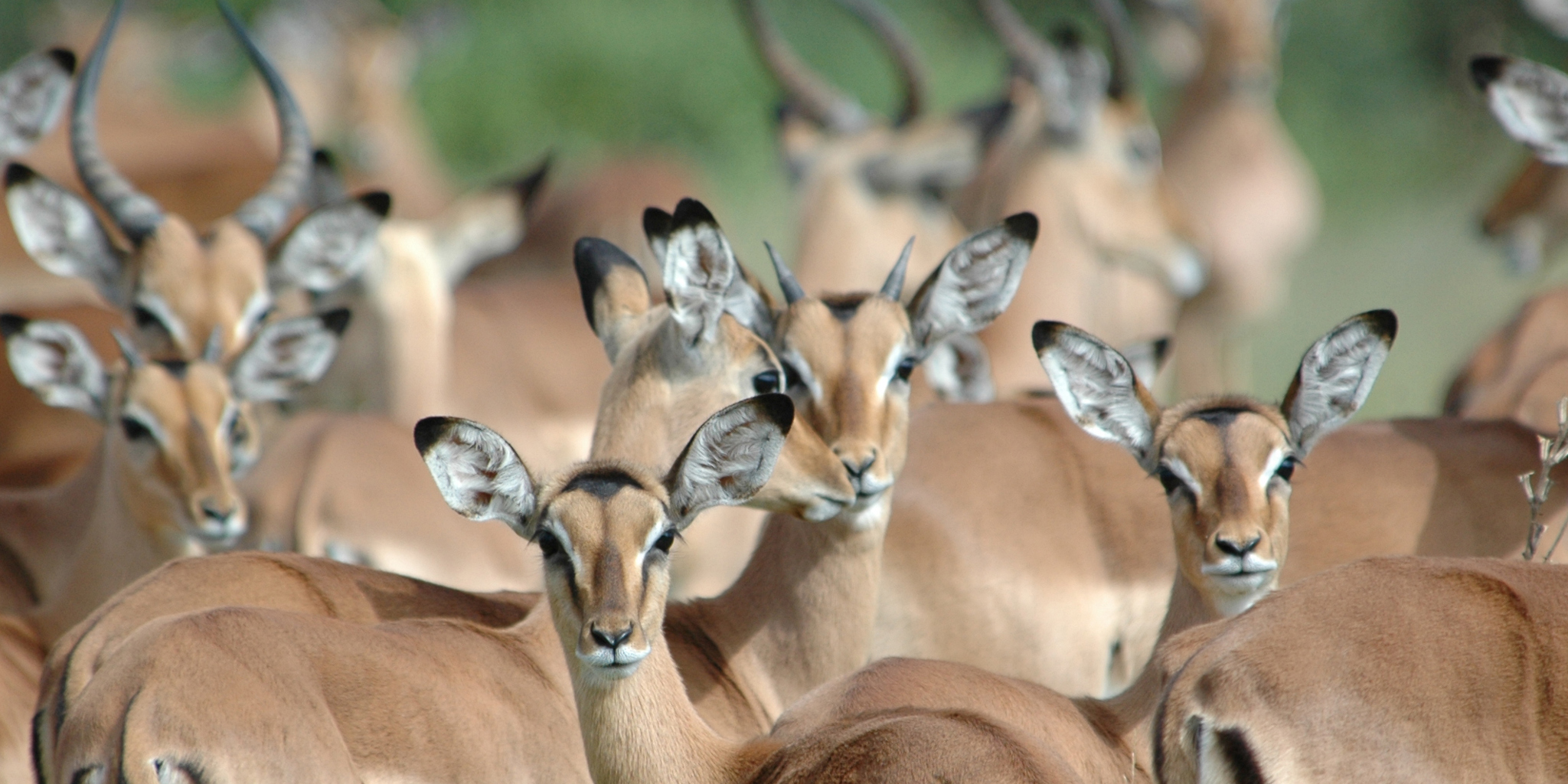 wildlife safaris, timbavati private game reserve, south africa