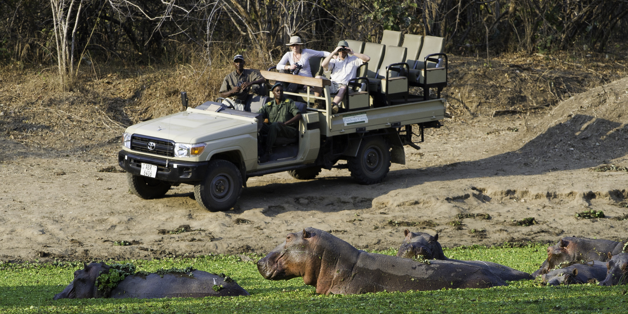 Game drive with hippo
